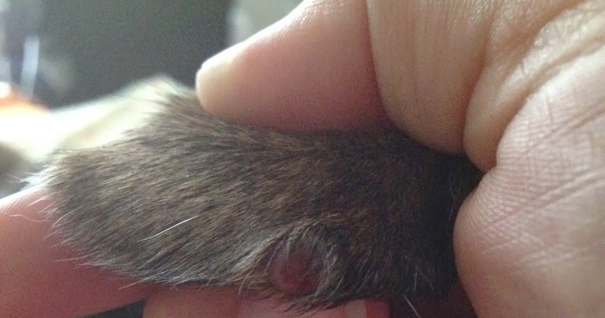 Life With Beagle Lumps and bumps on your dog Is a needle biopsy worth it?